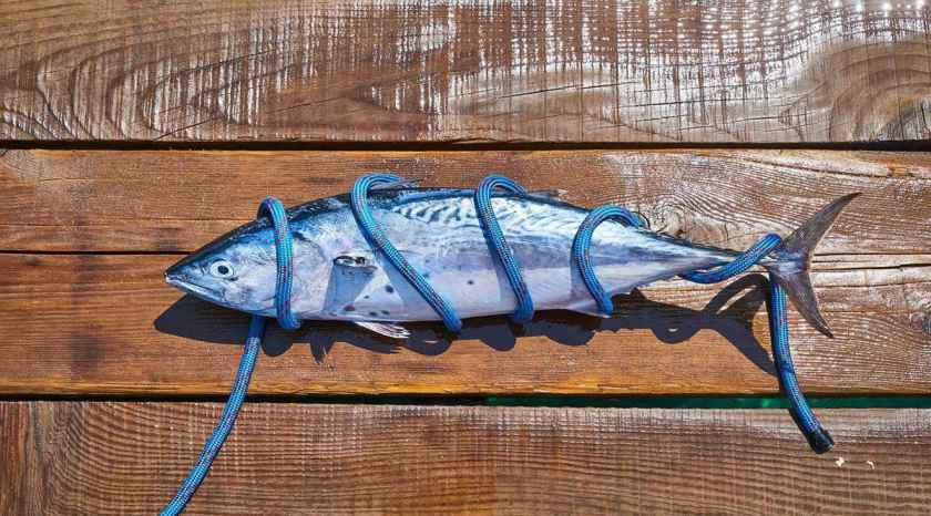 Why Is Bluefin Tuna So Expensive Here are the reasons bluefin tuna is so expensive- This fish is more expensive than many kilos of gold, knowing the price will blow your senses