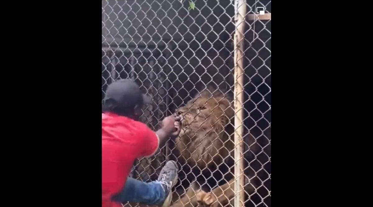 Zookeeper Finger Bitten Off By Lion when he was Teasing the animal watch video