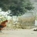 People laughed after seeing a dog banging with a chicken