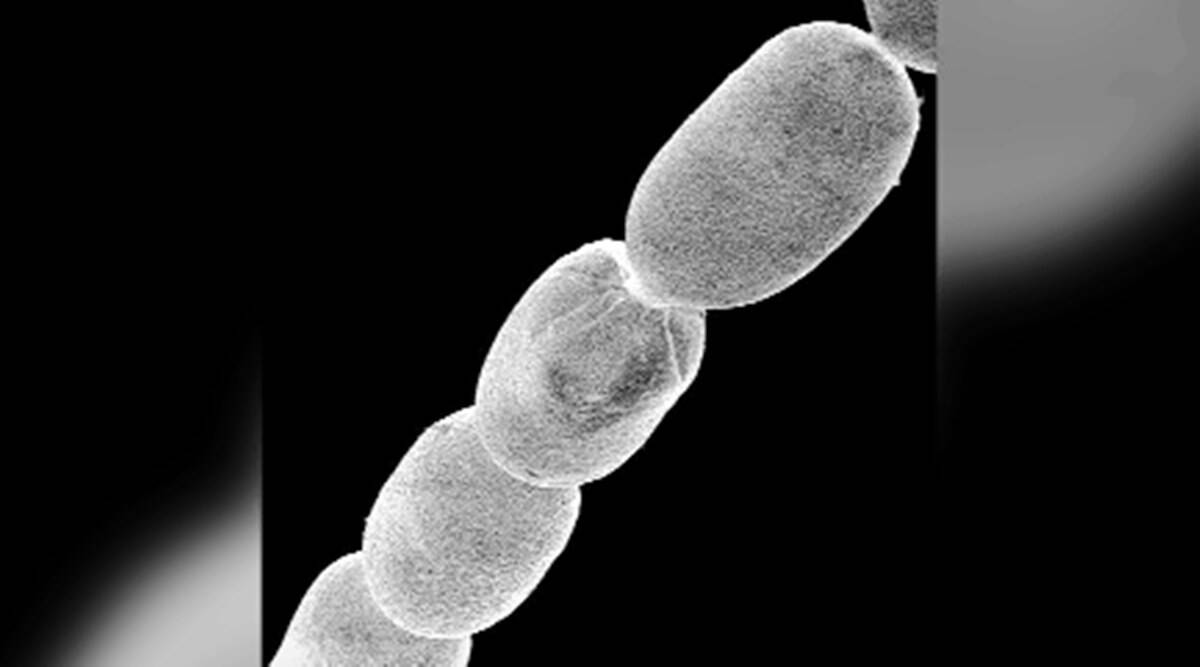 Scientists have discovered the largest bacterium ever