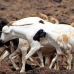 Goat theft is happening in the village with the connivance of the police, troubled villagers complain to the minister