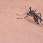 ICMR institute gives special diet to mosquitos to keep them healthy
