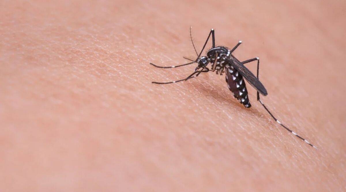ICMR institute gives special diet to mosquitos to keep them healthy