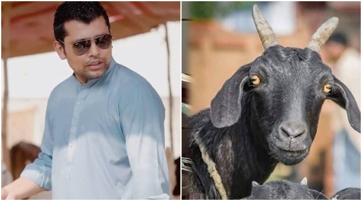 Kamran Akmal's sacrificial goat gets stolen from his home before Bakrid, family of former Pakistan wicketkeeper brought 6 goats for sacrifice