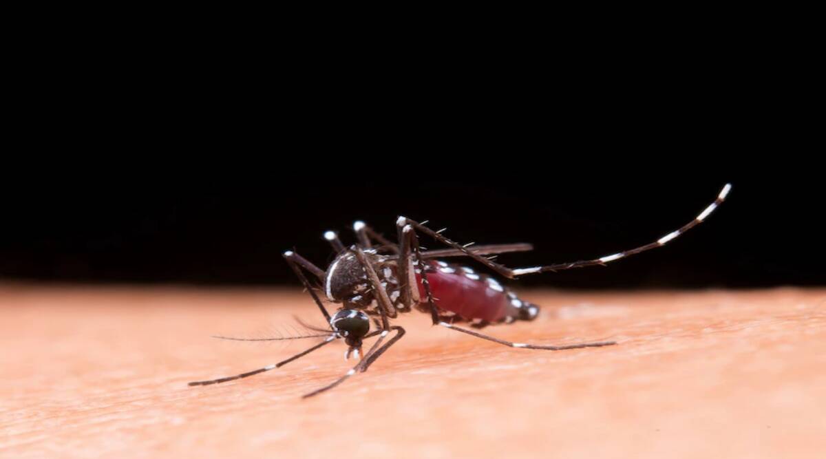 Many problems can happen even after recovering from dengue take special care of these things