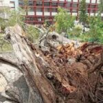 The protector became the eater, the 250-year-old tree collapsed in the convent school, many children were hit,