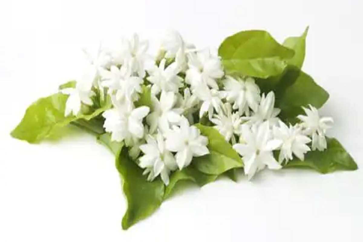 These benefits of Mogra are wonderful, they are effective in enhancing beauty with fragrance