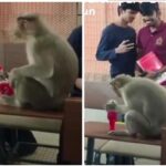 A monkey entered the class, then the students had a lot of fun, even watching the video, you will not be able to stop your laughter, A monkey entered the class, then the students had a lot of fun