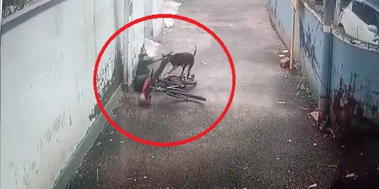Dog scoffing at a child riding a bicycle, attacked a small child badly