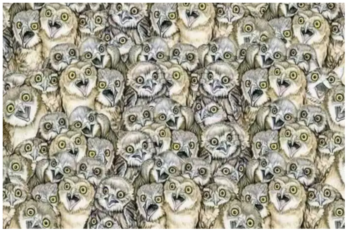 If you are also a brain master, find a cat hidden in this picture in 10 seconds, then find a cat hidden in this picture in 10 seconds