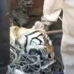 Man-eating tiger killed in Bihar's Bagaha, 9 people died in 9 months