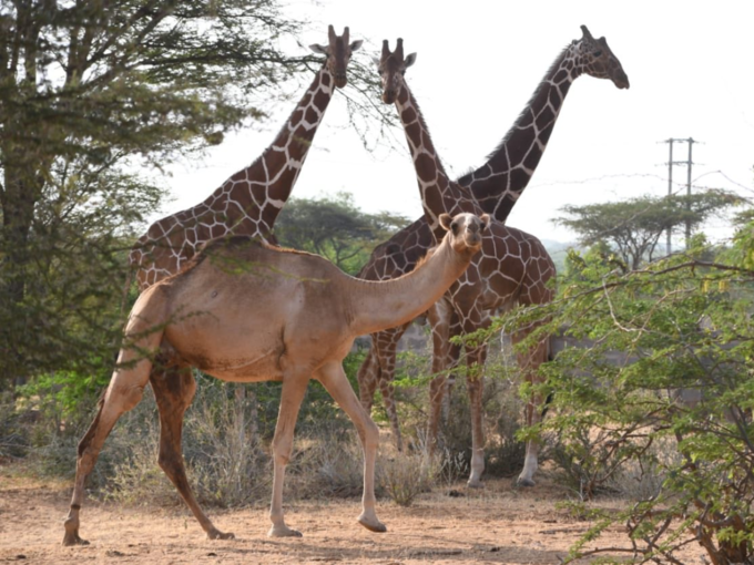 Giraffe sniffs the female genitalia first