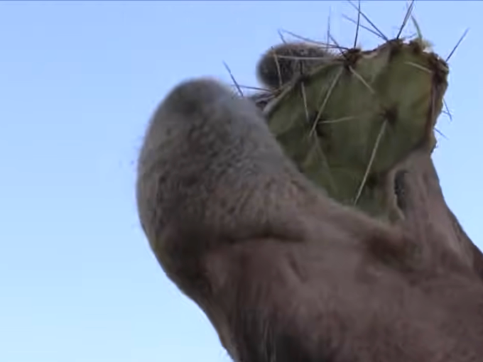see a camel eating a cactus