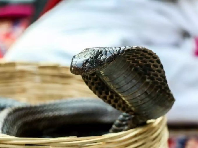 snake bites a matter of concern