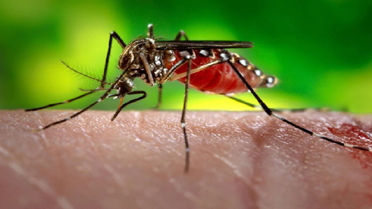 dengue mosquito aedes egypt