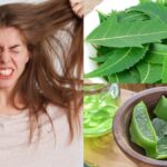 If you use Neem and Aloe Vera like this, the condition of dry hair will improve and damaged hair will be relieved.