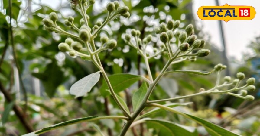 This plant is very magical, it eliminates sugar from its root...medicine for BP, obesity and liver also.