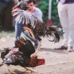 Despite the ban, cockfights take place on Makar Sankranti?  AWBI issued advisory