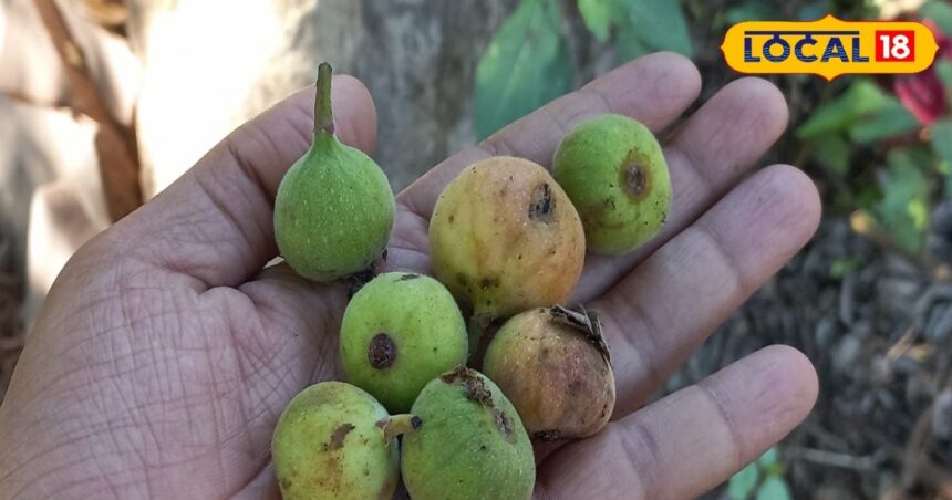 Sycamore milk-fruit is miraculous!  Removes piles, panacea for more than 10 diseases