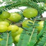 This fruit is amazing, consuming it will remove weakness and make you look young in old age.