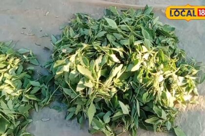 This leaf eliminates years old constipation and acidity.