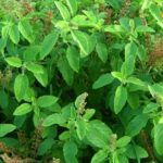 This medicinal plant is effective in increasing appetite and purifying the blood, a panacea for many diseases.