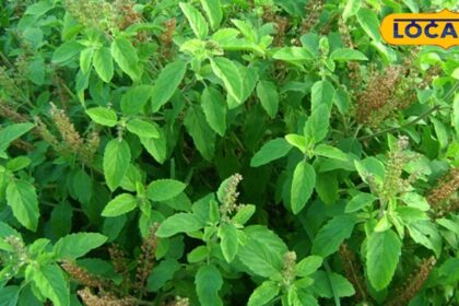 This medicinal plant is effective in increasing appetite and purifying the blood, a panacea for many diseases.