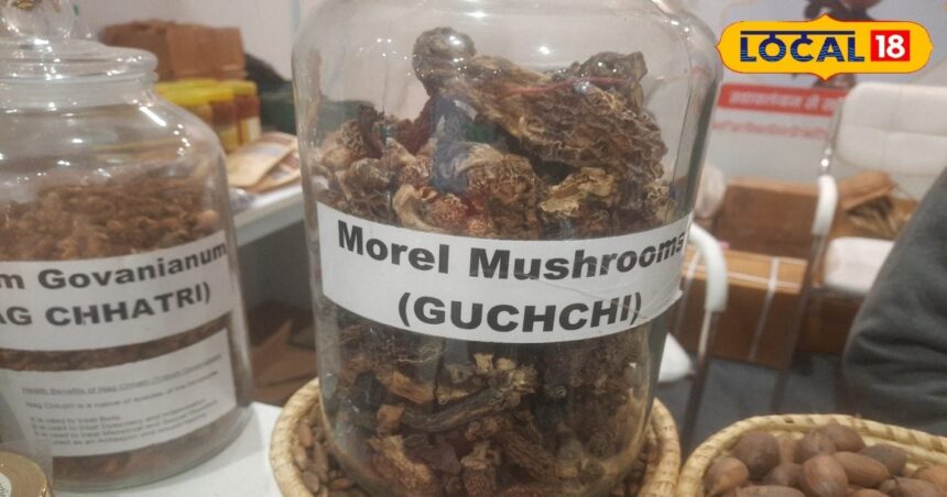 This mushroom is not available even in five star hotels, price is Rs 28000 per kg, PM Modi is also crazy about it