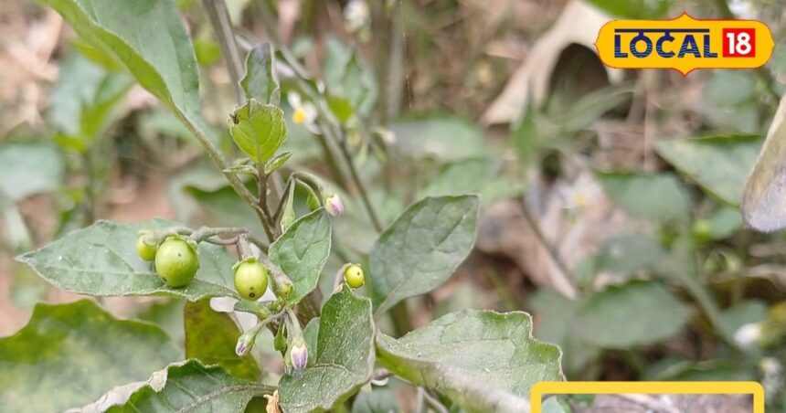 This small plant is very miraculous, it will cure kidney, jaundice and TB.