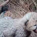 VIDEO: Namibian cheetah Asha gives birth to 3 cubs in MP's Kuno National Park
