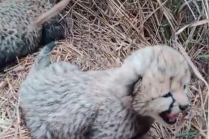 VIDEO: Namibian cheetah Asha gives birth to 3 cubs in MP's Kuno National Park