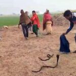 VIDEO: Rescue of India's second most poisonous snake, they were making love in the factory, the spectators were stunned.