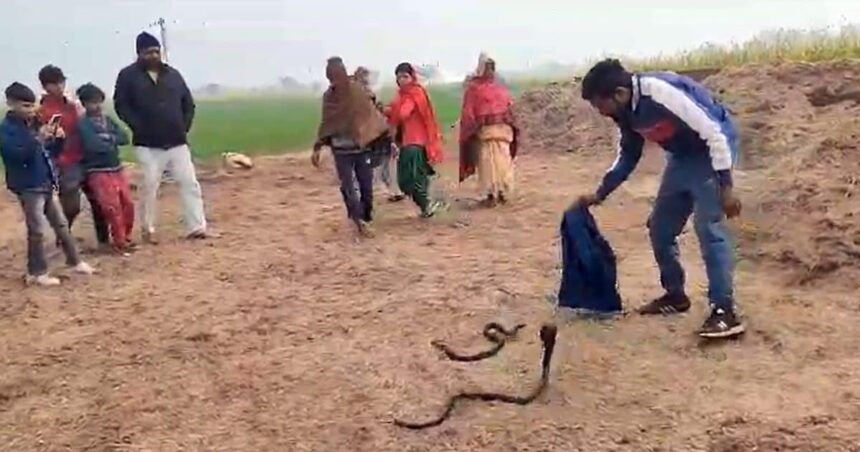 VIDEO: Rescue of India's second most poisonous snake, they were making love in the factory, the spectators were stunned.