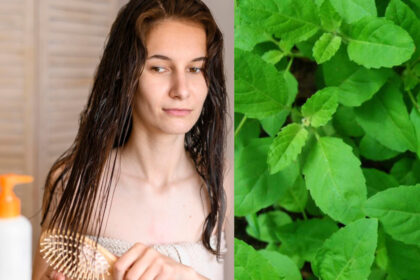 Basil leaves are also beneficial for hair, apply by mixing them with oil - India TV Hindi