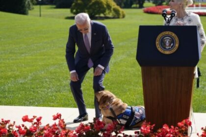 Biden's dog Commander is dangerous, bit American Secret Service agents 24 times - India TV Hindi
