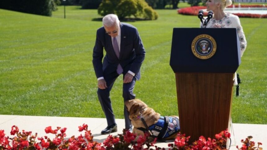 Biden's dog Commander is dangerous, bit American Secret Service agents 24 times - India TV Hindi