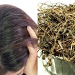 Hair has become gray in youth, use this herb;  You will get black hair in minutes without any side effects - India TV Hindi