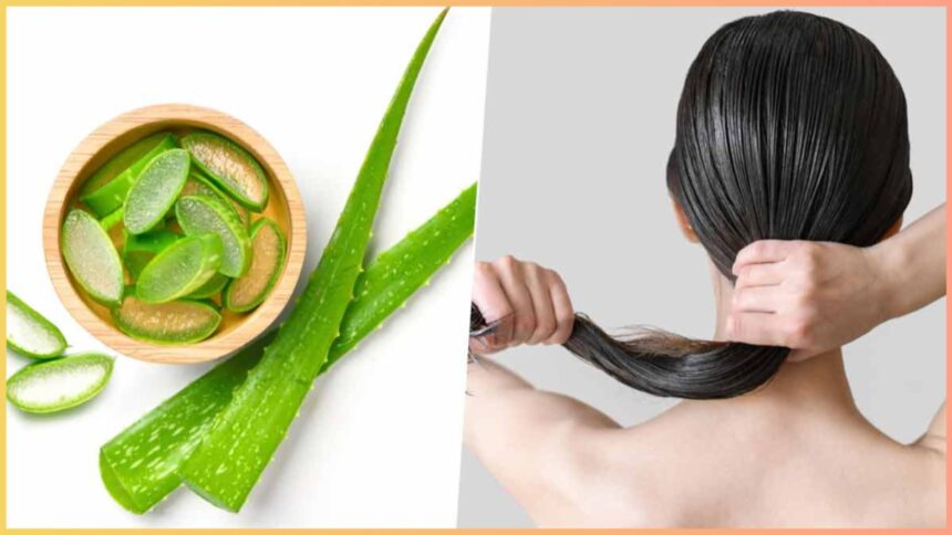 How to make aloe vera gel for hair?  Learn how to make it at home without any expense - India TV Hindi