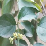The decoction of this leaf is the cure for every pain, from joint pain to dengue, malaria..