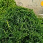 This greens is not only tasty but it is a treasure trove of qualities, it will cure insomnia and depression, know its benefits from the doctor.