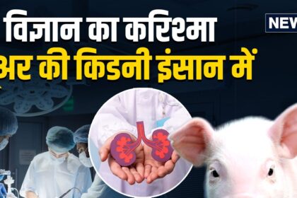 A miracle happened in the medical field, for the first time a pig's kidney was fitted into a living human being, amazing by American doctors.