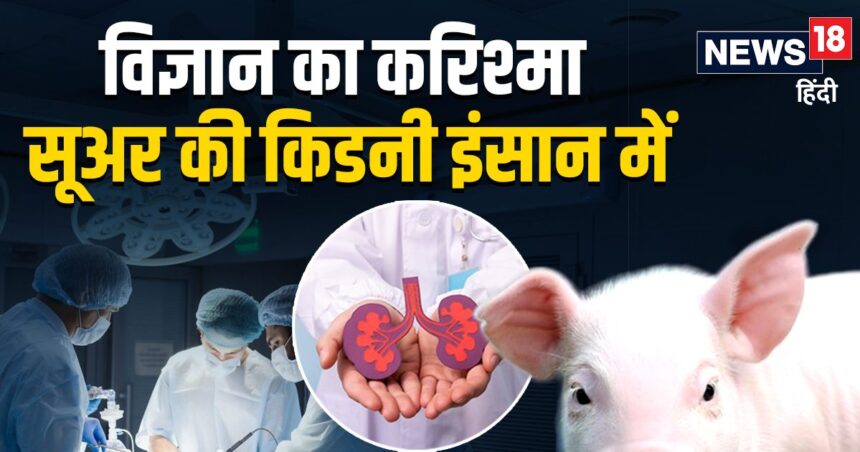 A miracle happened in the medical field, for the first time a pig's kidney was fitted into a living human being, amazing by American doctors.