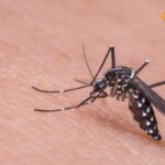 Adopt these home remedies to get relief from mosquitoes