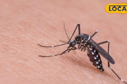 Adopt these home remedies to get relief from mosquitoes