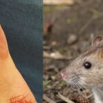 Can rabies be caused by rat or mole bite?  Should the vaccine be administered?  Know what the Health Ministry guidelines say