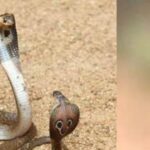 Do snakes really have 'Naagmani'?  what does science say