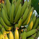 Eating raw bananas also gives amazing benefits!  Panacea for diabetes, consume it like this