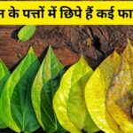 Headache goes away as soon as you chew this medicinal leaf, it is a panacea for reducing weight and sugar level, protect you from 6 diseases, consume it at this time.
