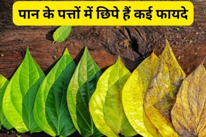 Headache goes away as soon as you chew this medicinal leaf, it is a panacea for reducing weight and sugar level, protect you from 6 diseases, consume it at this time.