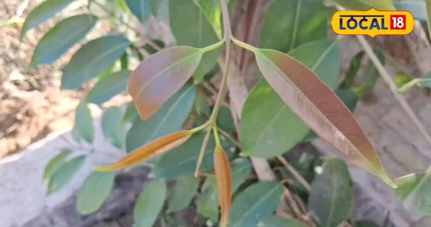 Leaves and fruits of this tree are enemies of diabetes and dehydration, know its benefits